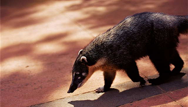 果子狸等45种野生动物年底前停止养殖，多省份已制定补偿方案