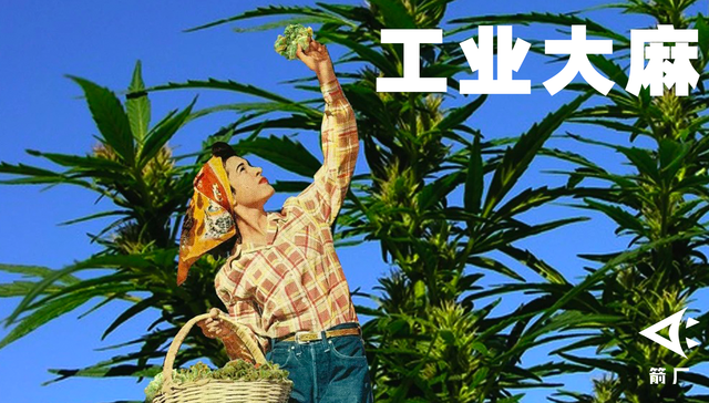 大麻,汉麻,,大麻纤维,大麻二酚,CBD,科普