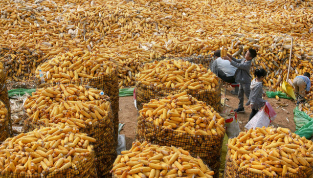 【深度】台风和“政策风”共振：玉米涨价的背后