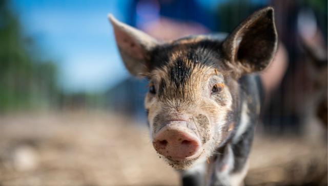 猪周期,牧原股份,股价,业绩