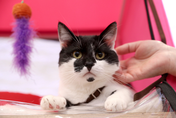 宠物经济,铲屎官,波奇宠物