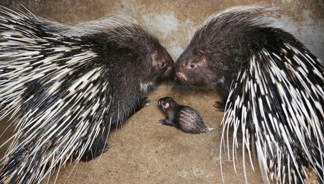 野生动物养殖户面临艰难转型，业内建议政府降低帮扶门槛
