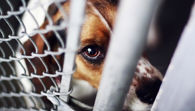 法治面 | 虐待动物事件频发，反虐待动物法还有多远？