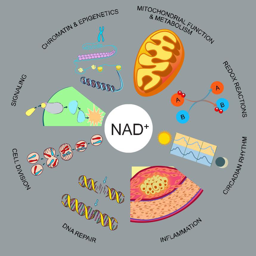 1克售价2万元？