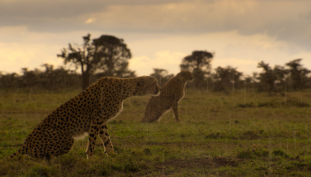 今天的电影要如何描述环境危机？