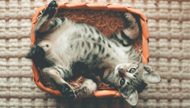 宠物经济,灰色产业链,猫粮,猫舍