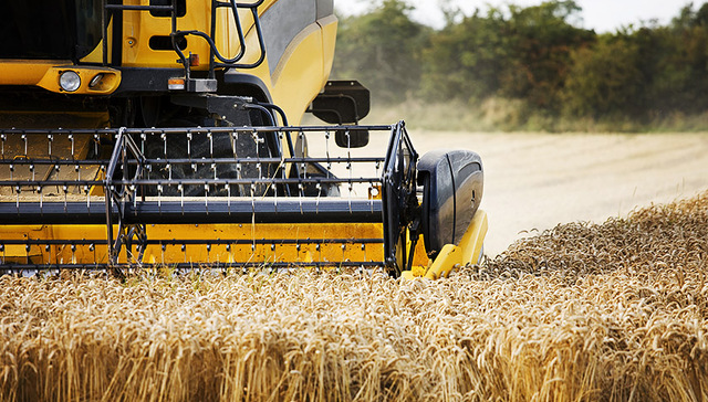 米袋子,粮食直补,粮食生产,粮食产业,粮油,网记者,种植基地,2019年,结构性改革,原粮