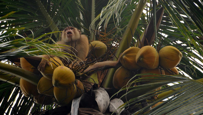 泰国椰产品生产商因“奴役”猴子采摘而被抵制，是真残忍还是误会？