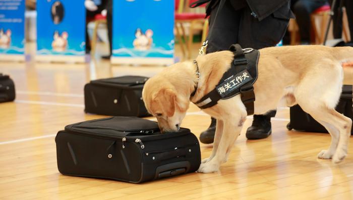 监管工作犬,上海海关,尼克,流浪犬