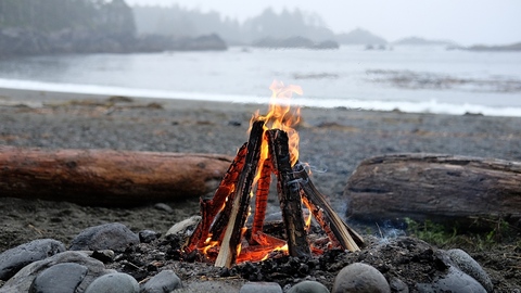 【深度】蚂蚁“失火”，殃及池鱼？