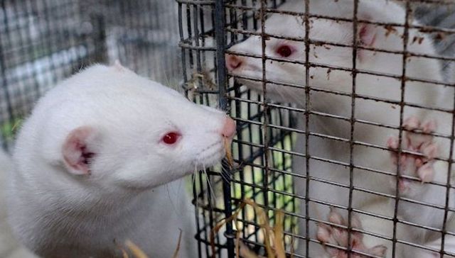 新冠病毒变异貂传人，丹麦北部“封城”