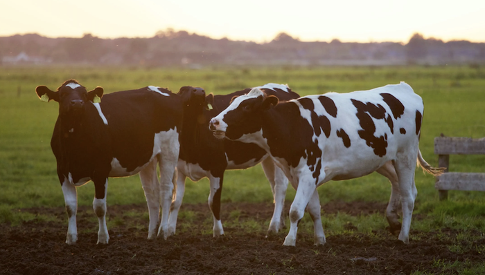 进博会,牛奶,安全标准,纽仕兰,新西兰