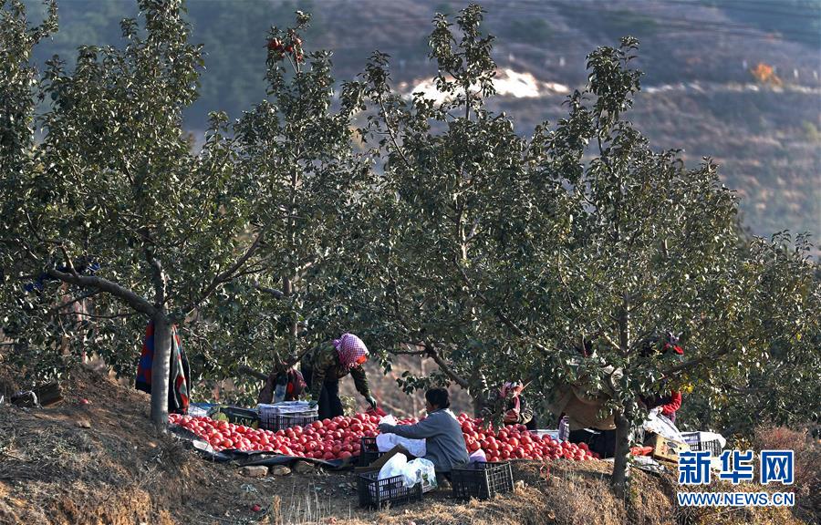 （全面建成小康社会“百城千县万村调研行”·图文互动）（7）辽宁义县：“三变”改革“变”出强村富农新天地