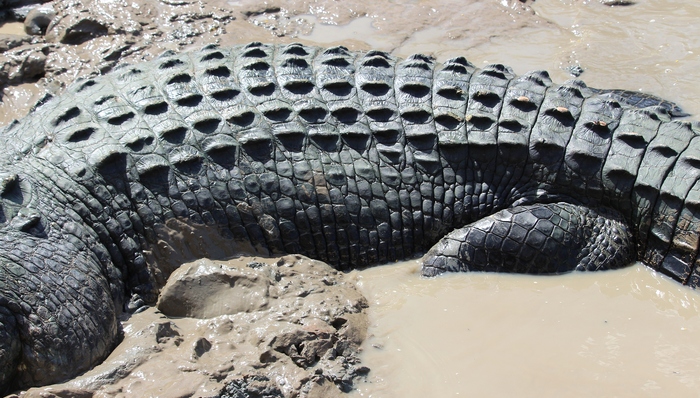 爱马仕将在澳洲建最大鳄鱼养殖场，你会更容易买到包包吗？