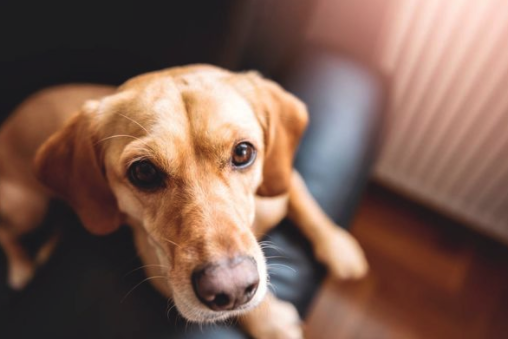 在线医疗,宠物经济,创业