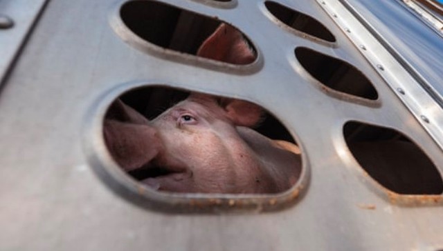 畜牧业幕后的生命暗影