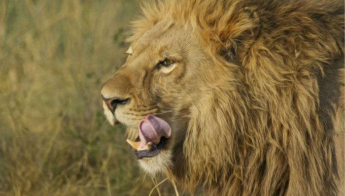电动两轮车,小牛科技,雅迪,资本市场
