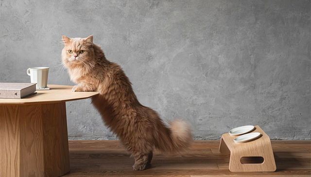 【是日美好事物】“猫餐桌”提升猫咪进餐体验，渡边直美合作包放飞色彩想象