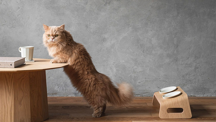 【是日美好事物】“猫餐桌”提升猫咪进餐体验，渡边直美合作包放飞色彩想象