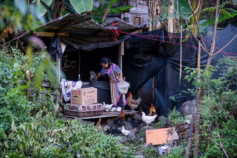 在云南省贡山独龙族怒族自治县独龙江乡迪政当村,独龙族妇女李元梅在喂鸡(10月29日摄)。新华社记者 胡超 摄