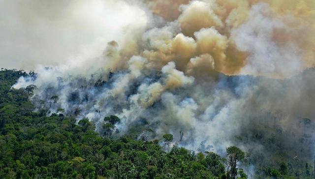亚马孙,砍伐,火灾,博索纳罗,经济