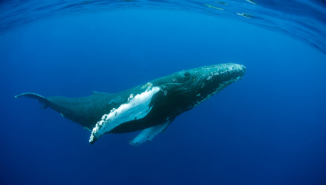 【深度】比特币创12年历史新高，这次的牛市为何“静悄悄”？