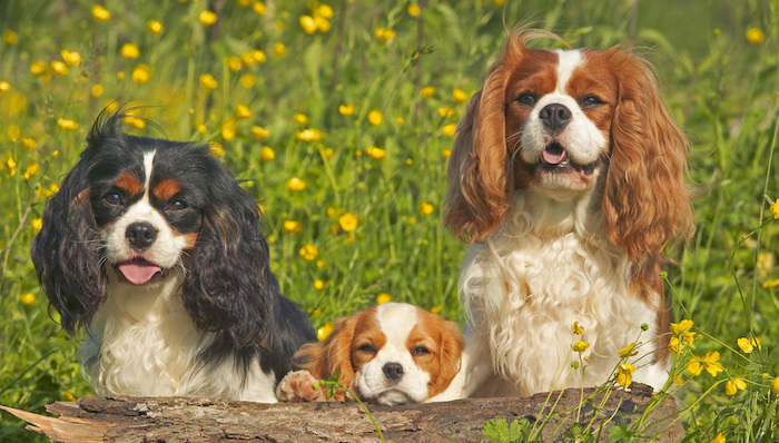 天下故事,欧洲社会