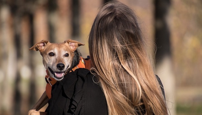宠物,电商,市场,情感,诈骗,领养