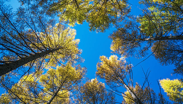 森林蓄积,防火体系,森林防火,森林火灾,森林管护,森林面积,护林员,研学,洪雅县,光明日报