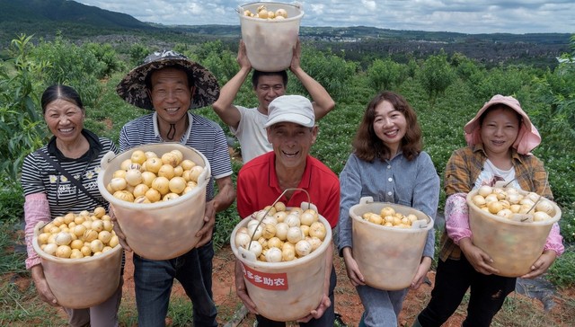 拼多多推农产品“原产地直发”：加大投入完善产地建设，助力乡村振兴