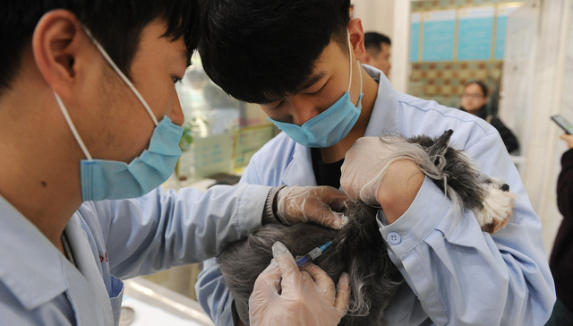 杭州一女童因狂犬病而脑死亡，其弟弟也曾被狗所伤但及时注射了疫苗