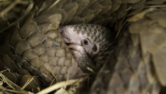 两高两部：严厉打击以食用或其他目的非法购买野生动物行为