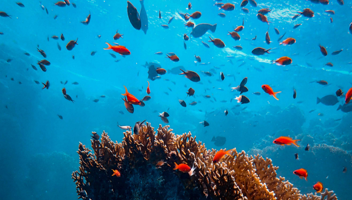 移动互联网,BAT,商业模式,生态系统