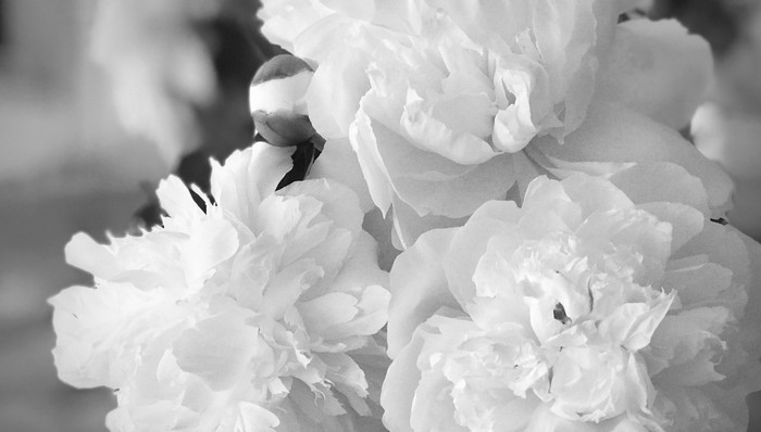 B站核实UP主“墨茶Official”已因病去世，将全额返还打赏及充电收入