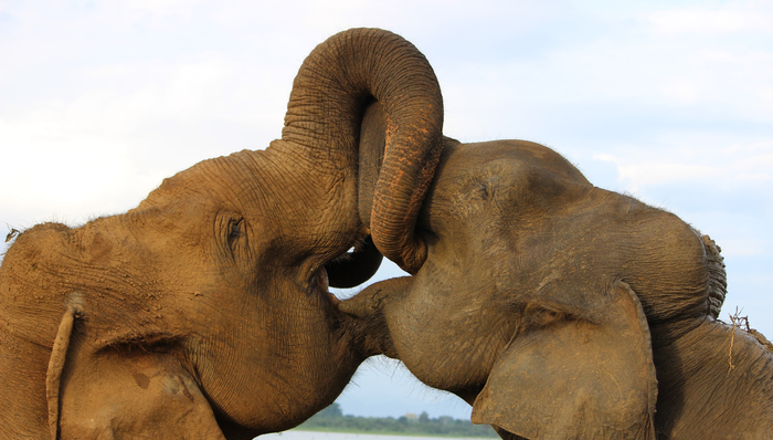 野生动物,进化论,书评,科学新知