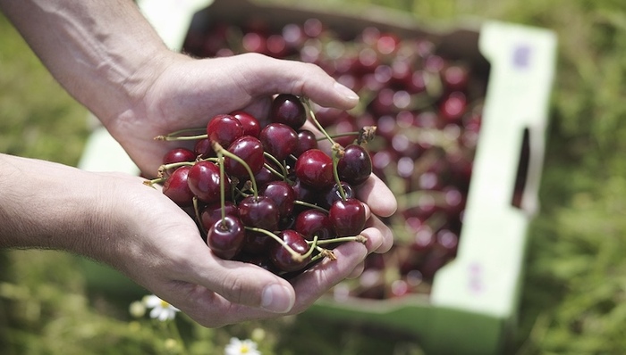 10元一斤都没人要，车厘子价格大跳水后批发商实惨