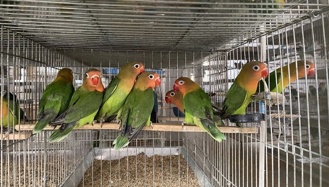 调查 | 杀死一只费氏牡丹鹦鹉