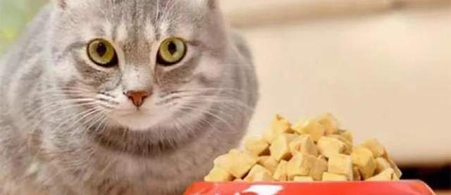 宠物经济,消费,投资