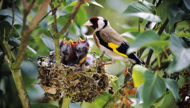 透视2020年地方财政账本：非税收入大涨，对中央转移支付依赖上升