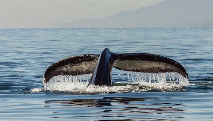 反垄断,硅谷,亚马逊,谷歌,Facebook,苹果