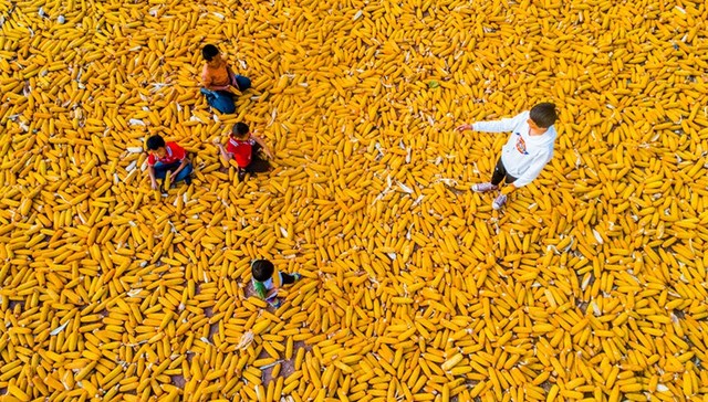 2021年中央一号文件全文：严格规范村庄撤并，不得强迫农民上楼