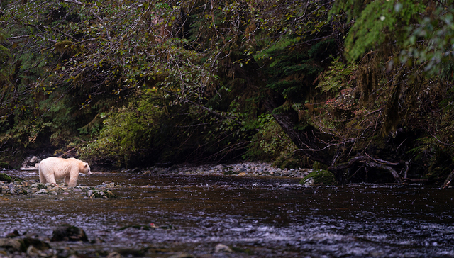 疫后旅行偏好或发生变化，加拿大倡导满足深层心灵需求的“慢旅行”| 期待出发③