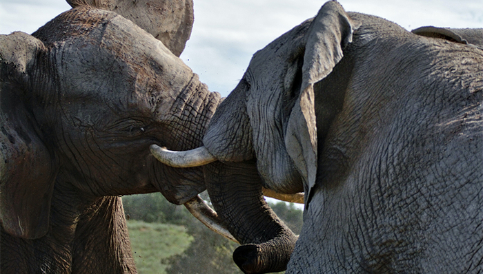 移动电商,美团,拼多多