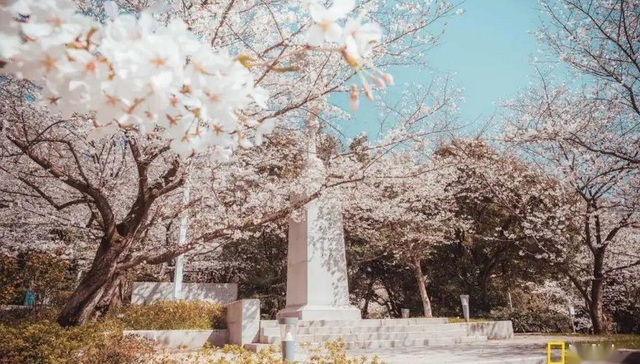 湖北“相约春天赏樱花”启幕，江西增开“多彩”动车游列车带你踏青 | 一周文旅头条