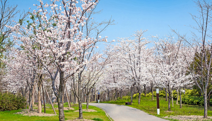 顾村公园,上海樱花节,上海宝山