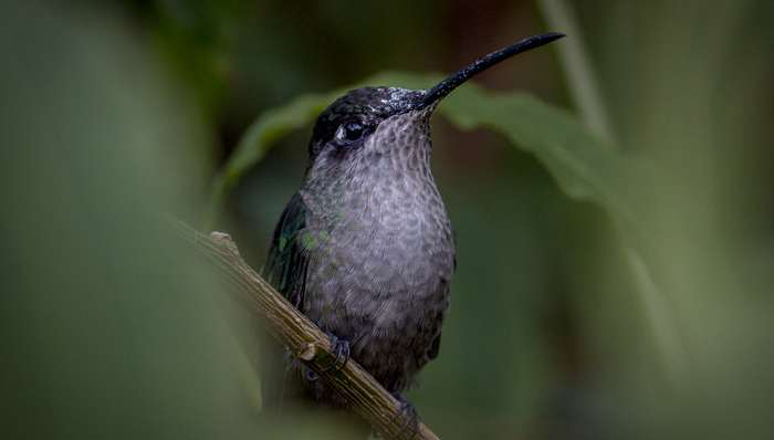 书评,博物,自然,观鸟