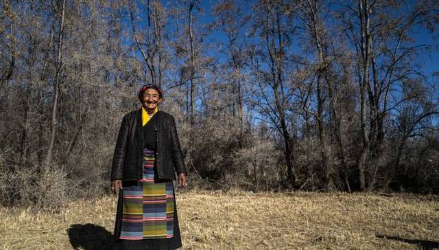 沙棘果,西藏南部,生态建设,隆子县,西藏人民,传奇,隆子河谷,救星,沙棘奶奶,绿色屏障