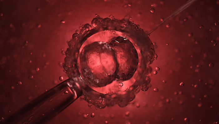 人类胚胎首个完整模型实验生成，若继续开发将引发伦理问题