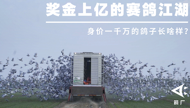 赛鸽,拍卖会,天价,中国富豪,竞技运动