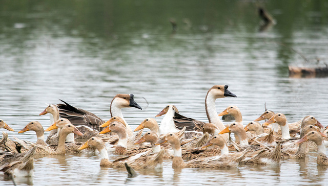益客食品,IPO,上会,污染,处罚